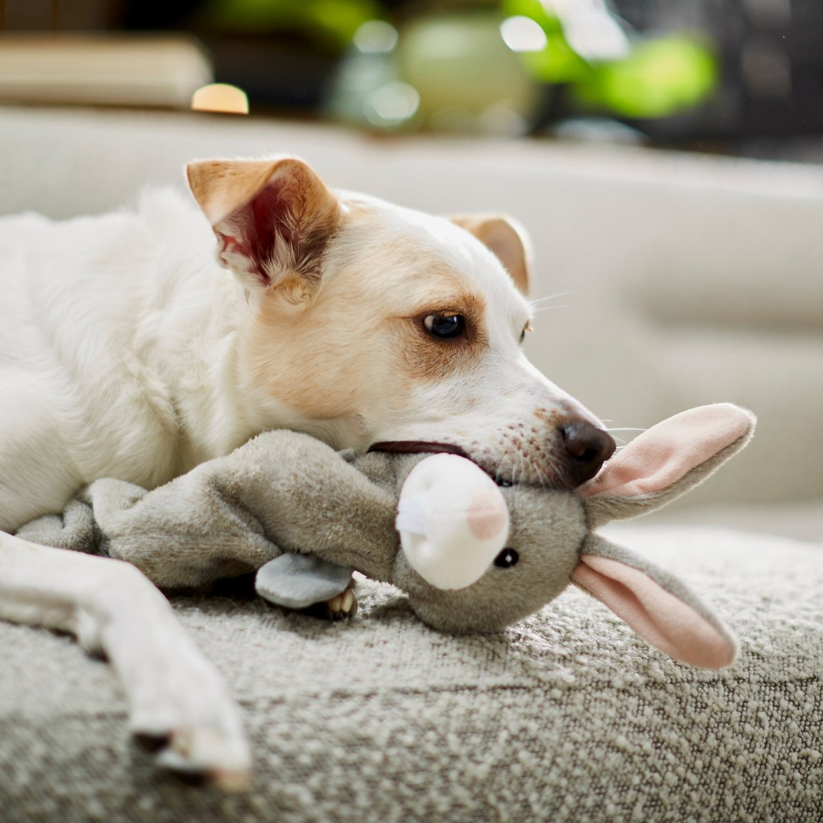 Frisco Bunny Bungee Plush Squeaky Dog Toy