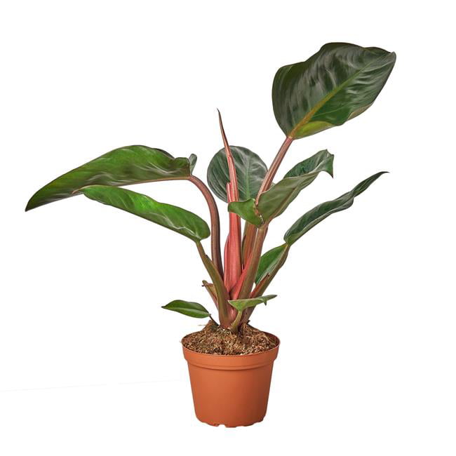 House Plant 6-PHILODENDRON-CONGO.ROJO Congo Rojo Philodendron Plant in 6 in. Pot