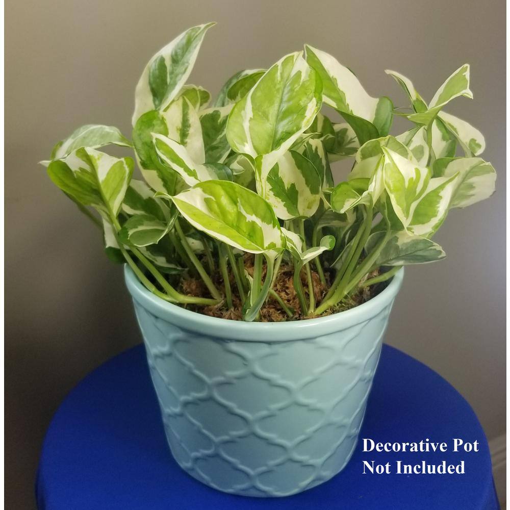 Pearl and Jade Pothos Plant in 6 in. Grower Pot PnJPoth006