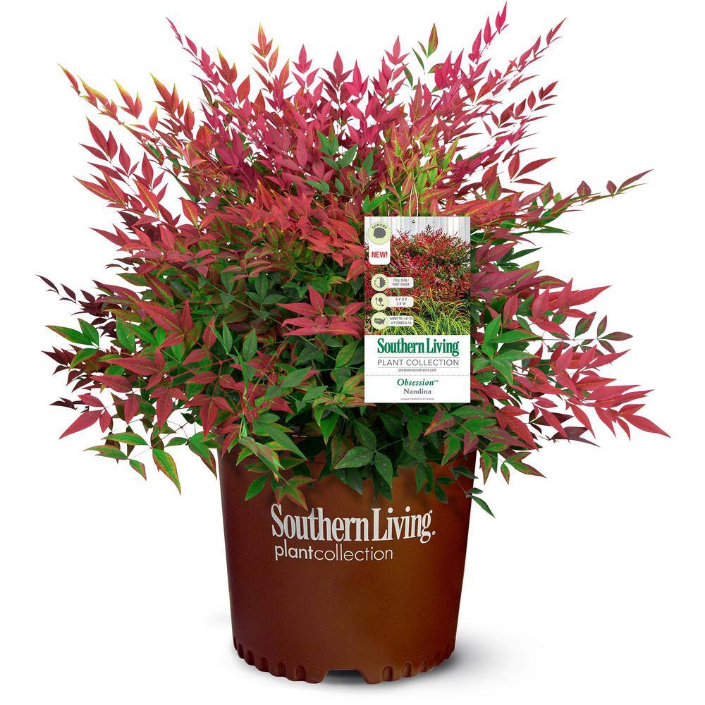 SOUTHERN LIVING 1.5 Gal. Obsession Nandina Live Evergreen Shrub Brilliant-Red New Foliage 43142