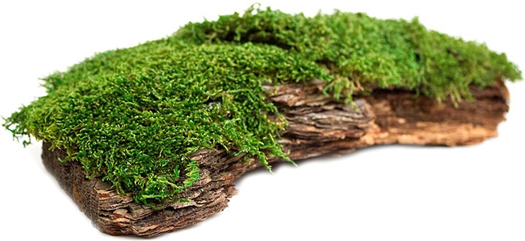 Galapagos Mossy Bark Terrarium Wood， Natural