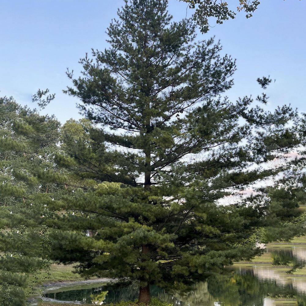 Spring Hill Nurseries 2.25 Gal. Pot Eastern White Pine (Pinus) Live Evergreen 88734