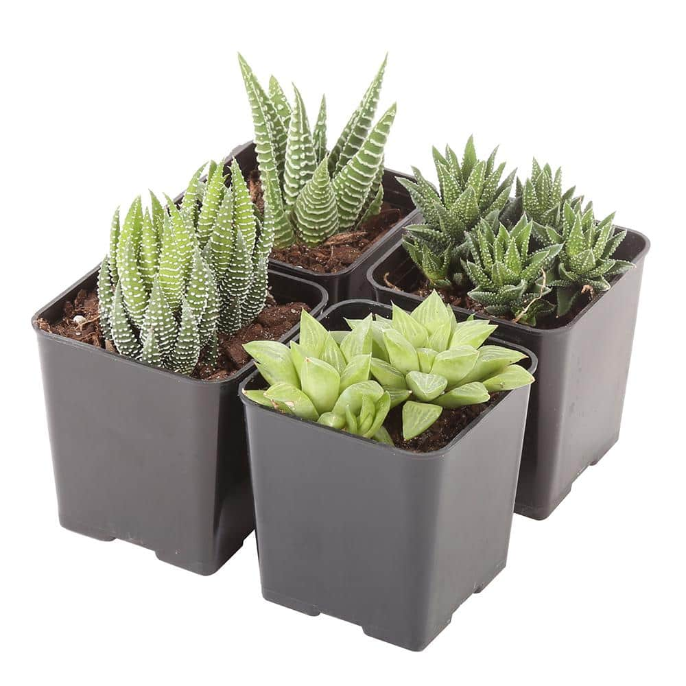 Costa Farms Small Assorted Haworthia Succulents in 2.5 in. Grower Pot， Avg. Shipping Height 3 in. Tall (4-Pack) 2SUCCHAWGROW4PK