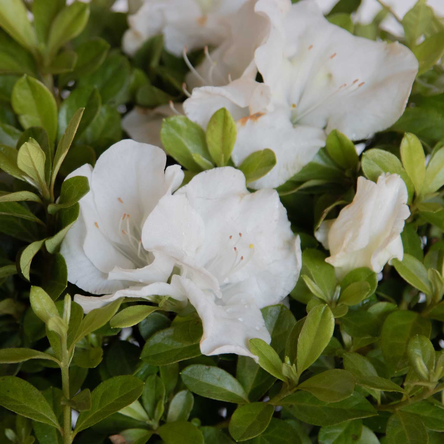 Encore Azalea Autumn Angel (1 Gallon) White Flowering Shrub - Full Sun Live Outdoor Plant