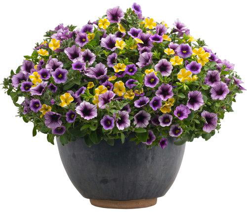 4.25 in. Eco+Grande， Superbells Blue Moon Punch (Calibrachoa) Live Plant Purple and Yellow Flowers (4-Pack)