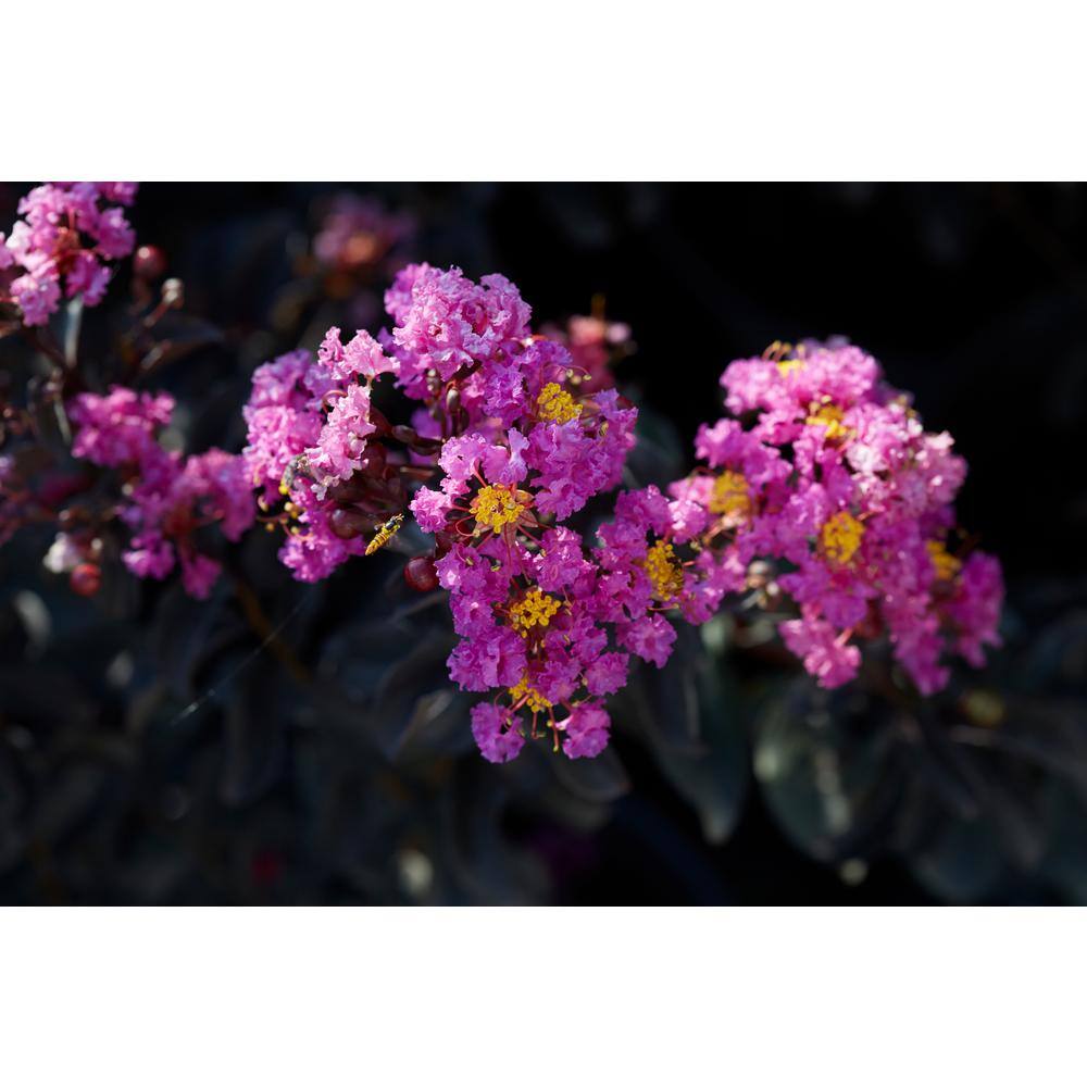 BLACK DIAMOND 2 Gal. Purely Purple Deciduous Crape Myrtle Tree 19057