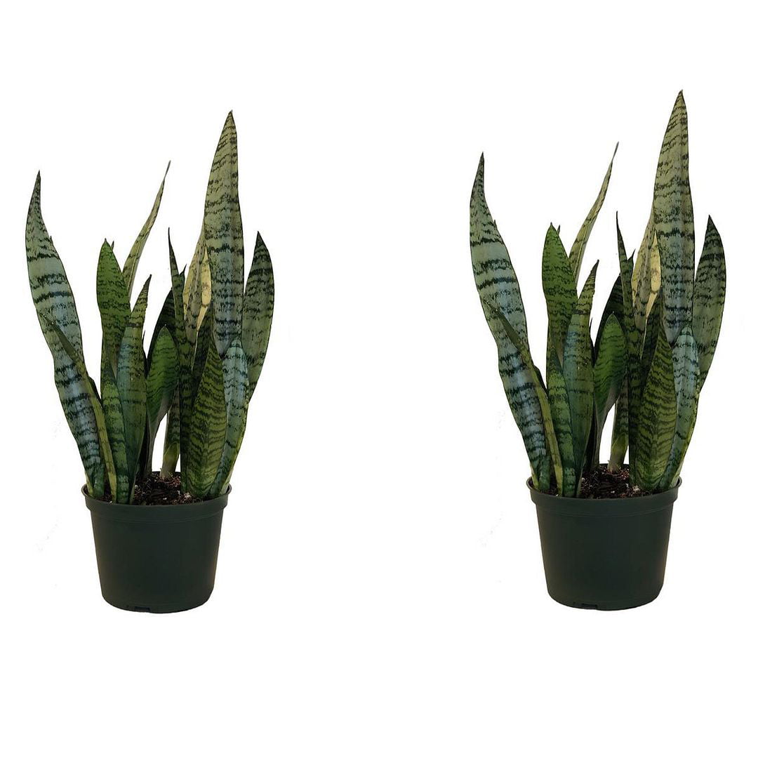 United Nursery Live Sanseveria Zeylanica Indoor Houseplant 2-pack 14-16 inches Tall in 6 inch Grower Pot