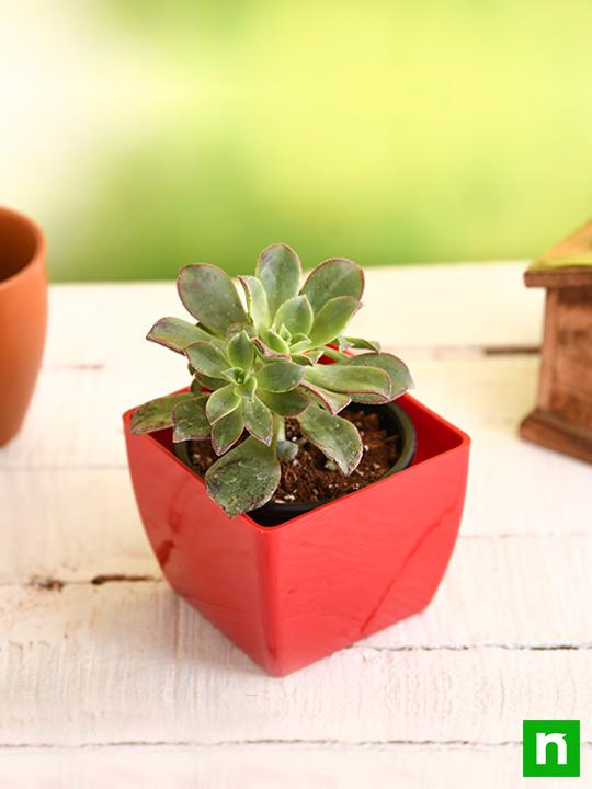 Aeonium decorum Tricolor - Succulent Plant