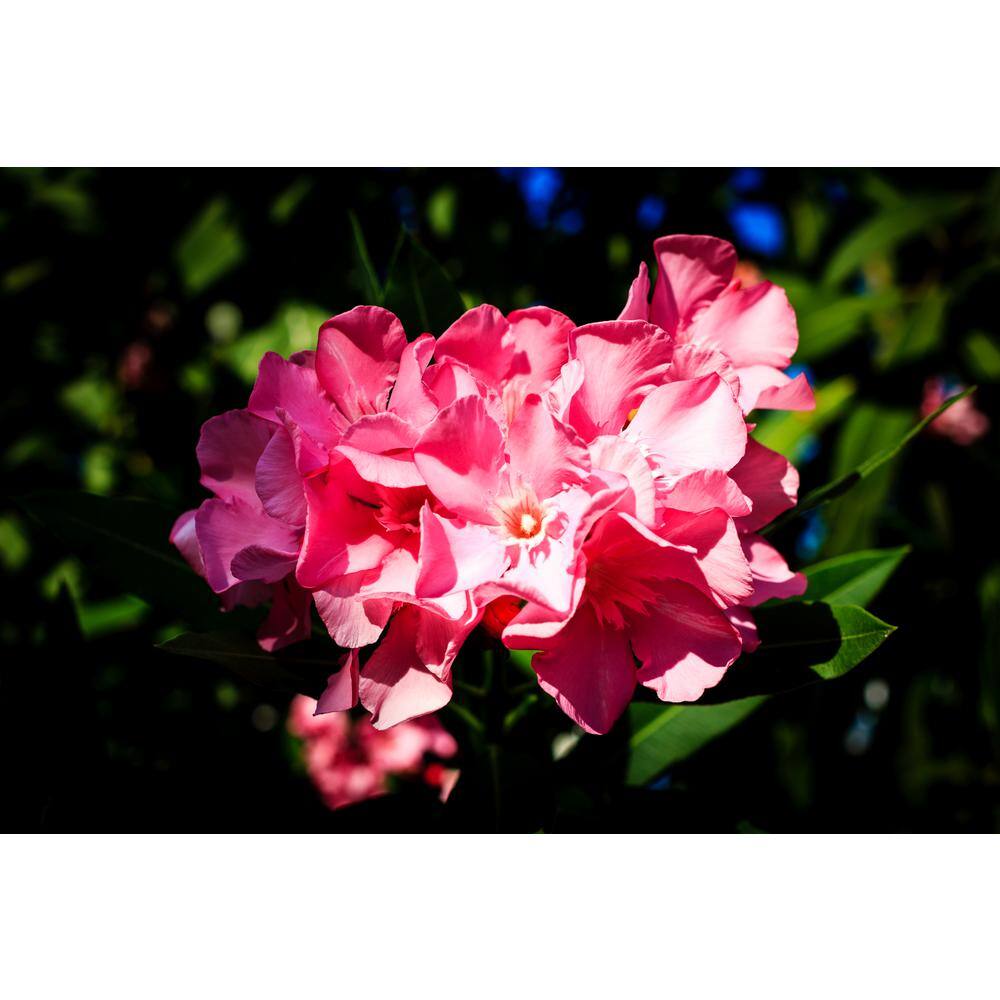 ALTMAN PLANTS Lone Star Growers 8 qt. Oleander Shrub (Nerium Flirt) Dark Pink Blooms 0872607