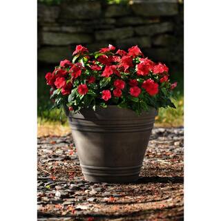 BELL NURSERY 4 in. Red Vinca Annual Live Plant with Red Flowers (Pack of 6) VINCA4RED6PK