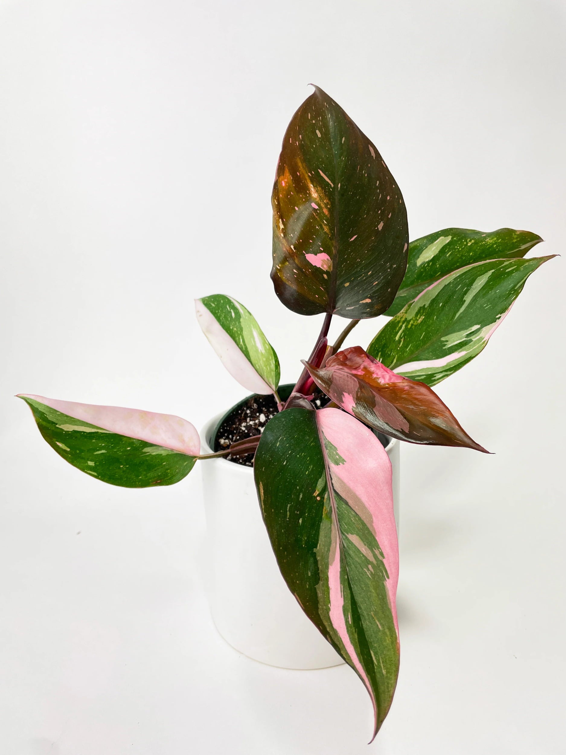 Philodendron Pink Princess