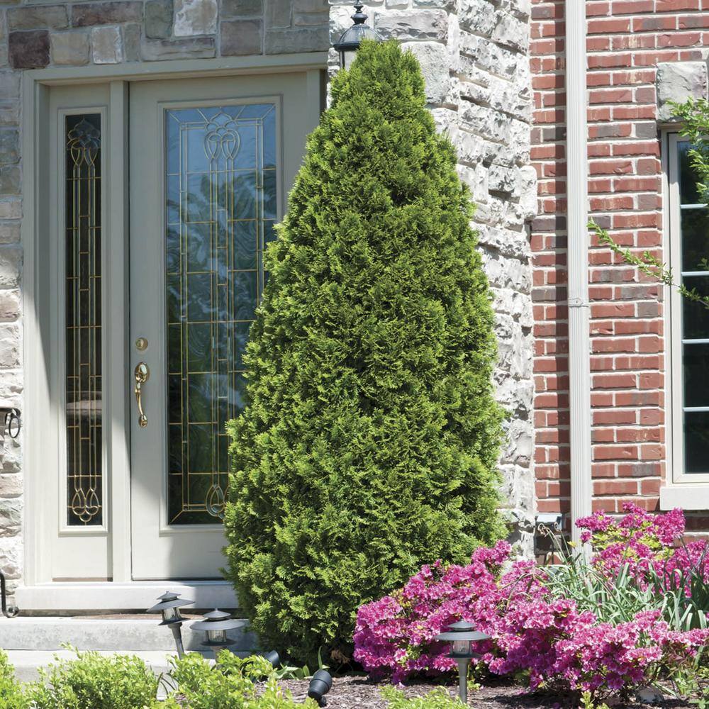 Spring Hill Nurseries Emerald Green Upright Arborvitae Potted Evergreen Shrub Hedge Kit 1 ft. to 2 ft. Tall (10-Pack) 94127