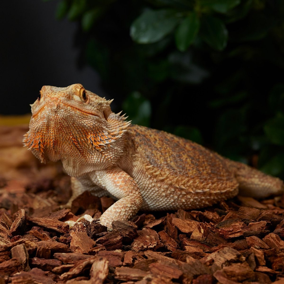 Frisco Fir Bark Reptile Bedding