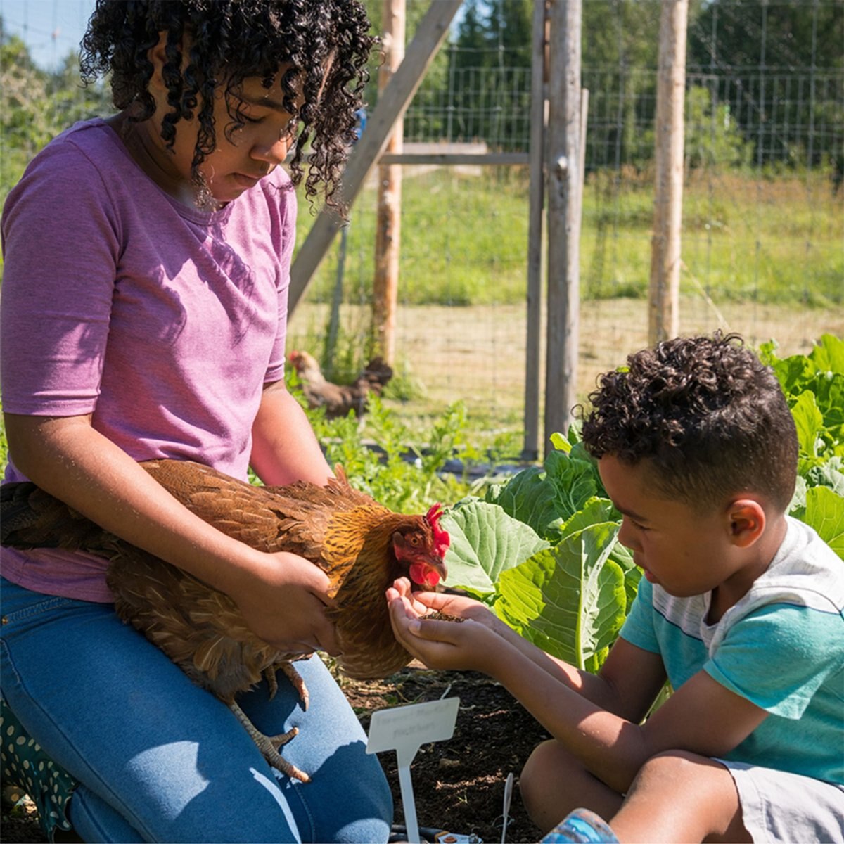 Scratch and Peck Feeds Cluckin' Good Grubs Poultry Treats