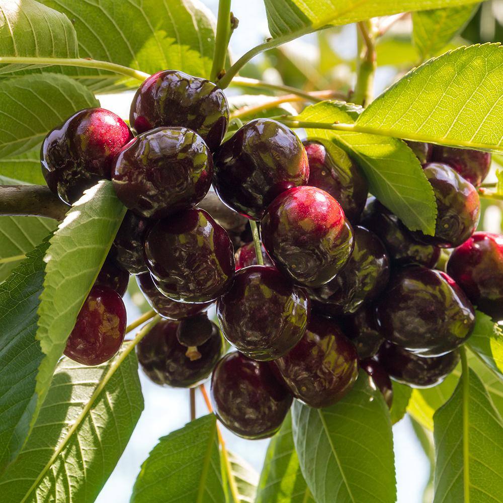 5 Gal. Santina Fruiting Cherry Tree CHESAN05G