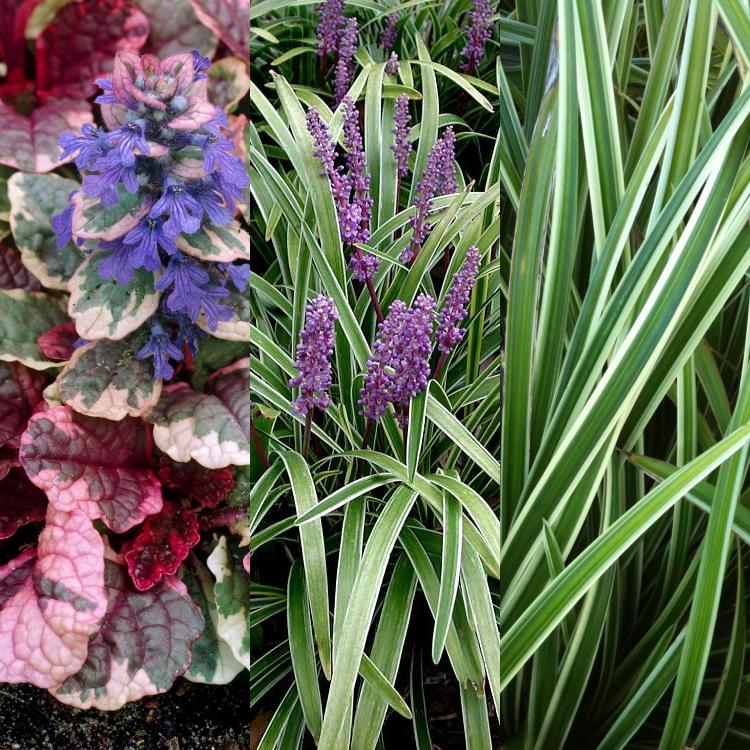 Classy Groundcovers - Collection #1 of Variegated Plants for Shade that Deer Avoid: 25 Lirope muscari 'Variegata'， 25 Carex morrowii 'Ice Dance'， 25 Ajuga reptans 'Burgundy Glow'