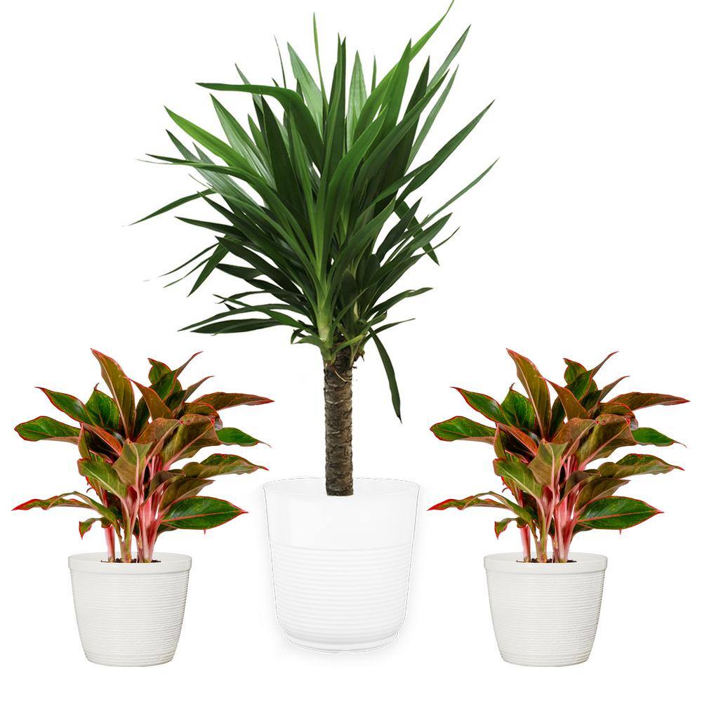 Vigoro 10 in. Yucca Cane and (2) 6 in. Siam Aglaonema Plant in White Decor Planter (3 Pack) ML-YSI-S-VPW-03