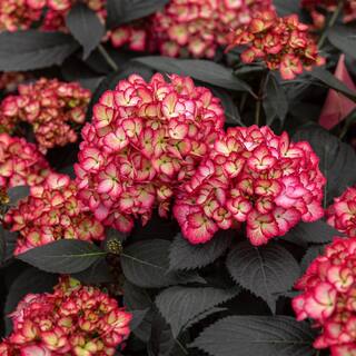 FIRST EDITIONS 2 Gal. Eclipse Hydrangea Shrub with Cranberry Flowers 17218