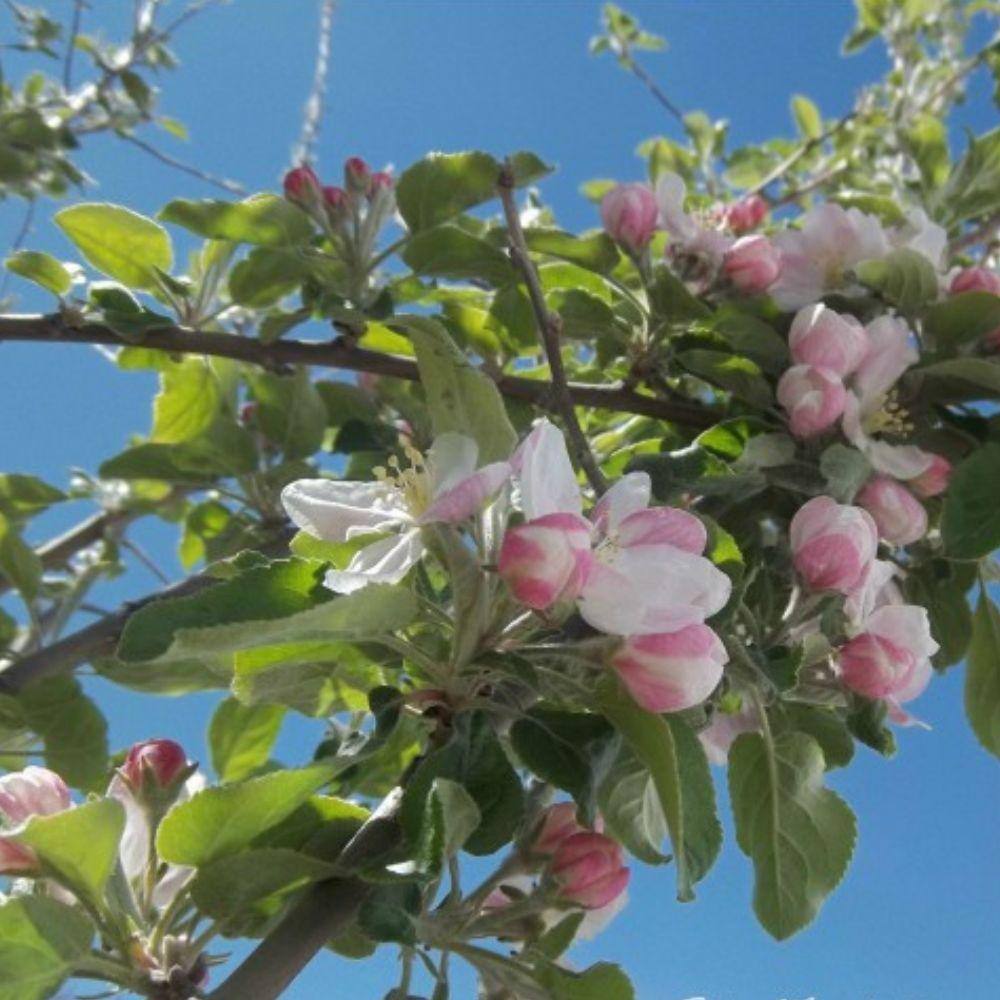 7 Gal. Semi-Dwarf Jonathan Apple Tree APPJON07GD