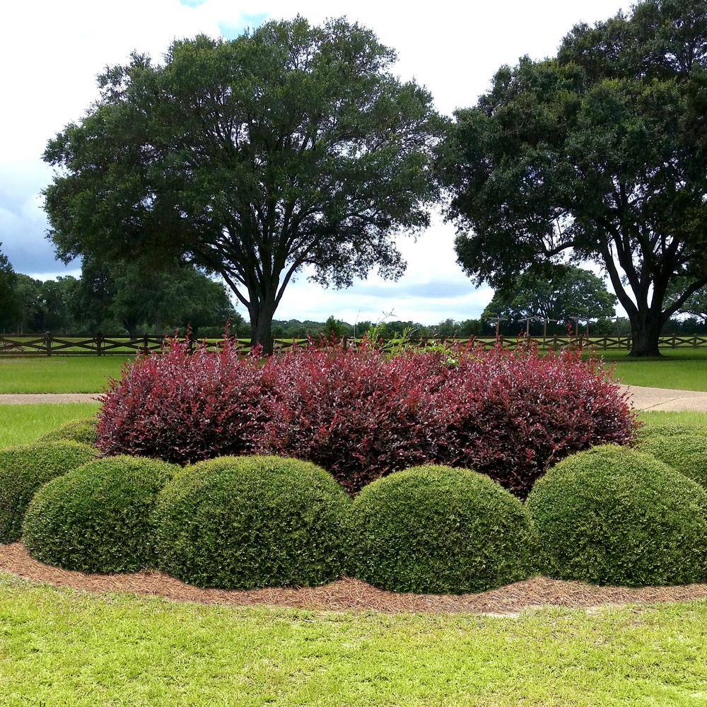 national PLANT NETWORK 2.25 Gal. Holly Dwarf Yaupon Shrub HD7144