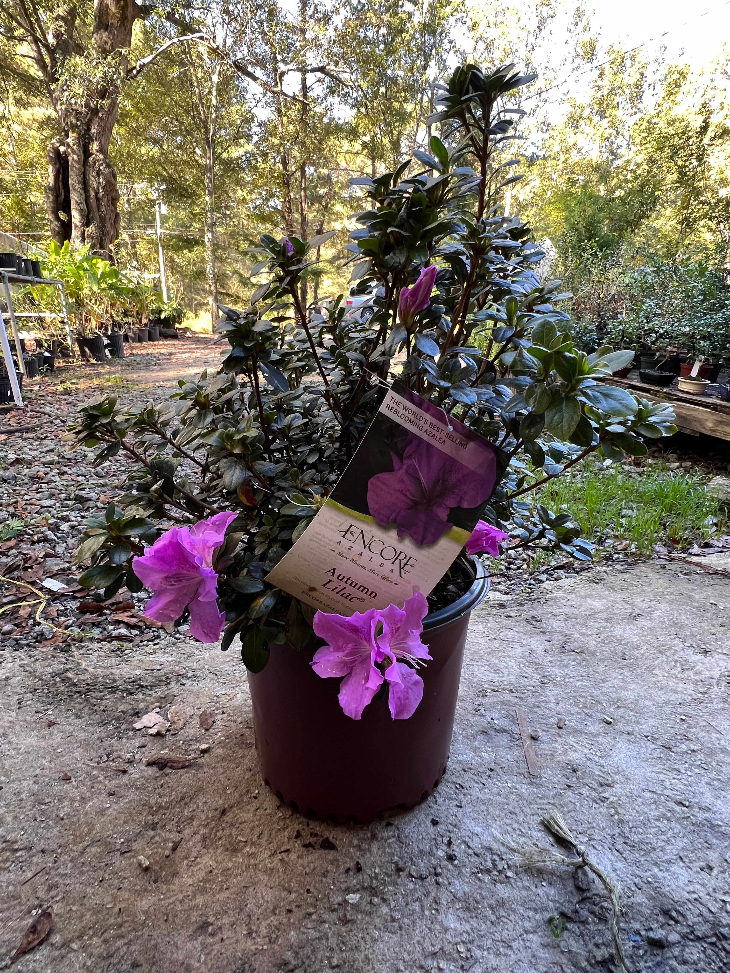 Encore Azalea Autumn Lilac