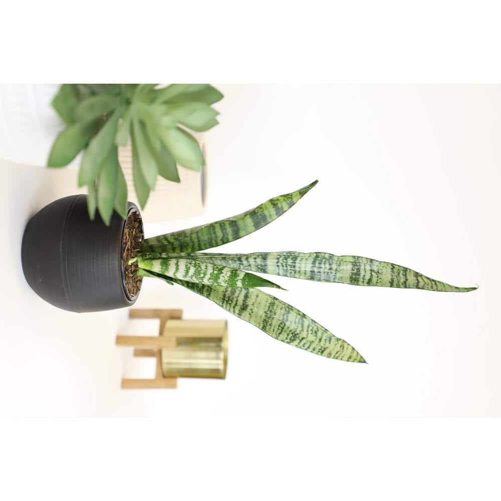 SMART PLANET 4 in. Sansevieria Laurentii 0880027