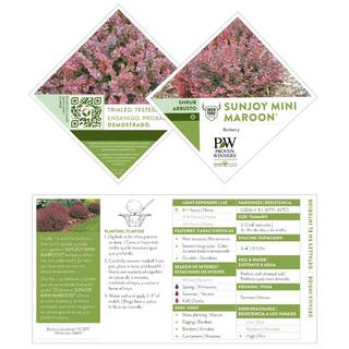 PROVEN WINNERS 2 Gal. Sunjoy Mini Maroon Barberry Plant with Deep Purple-Red Foliage 14735
