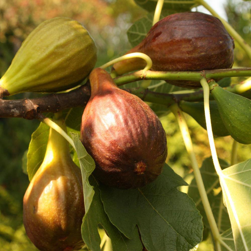 Alder  Oak 5 Gal. Brown Turkey Fig Deciduous Tree FIGT05