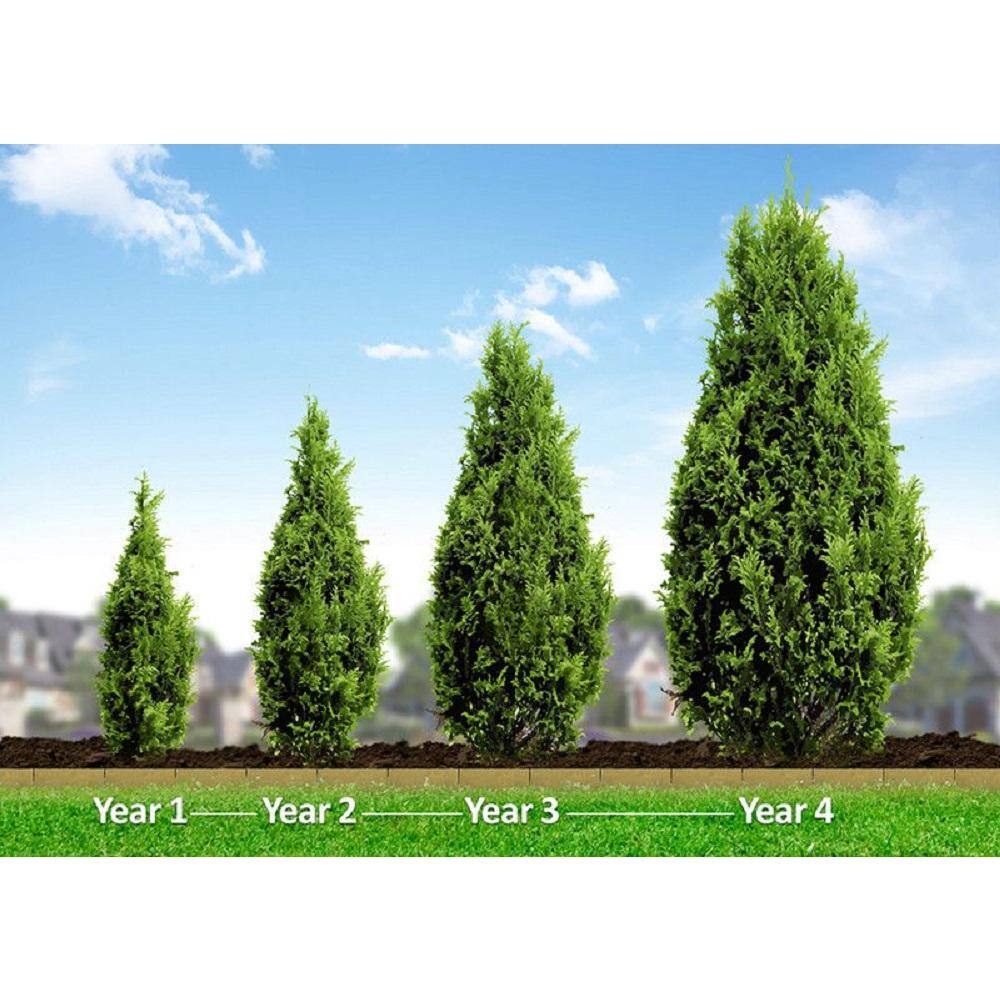 BELL NURSERY 3 Gal. Emerald Green Arborvitae (Thuja) Live Evergreen Shrub THUJA3SGD1PK