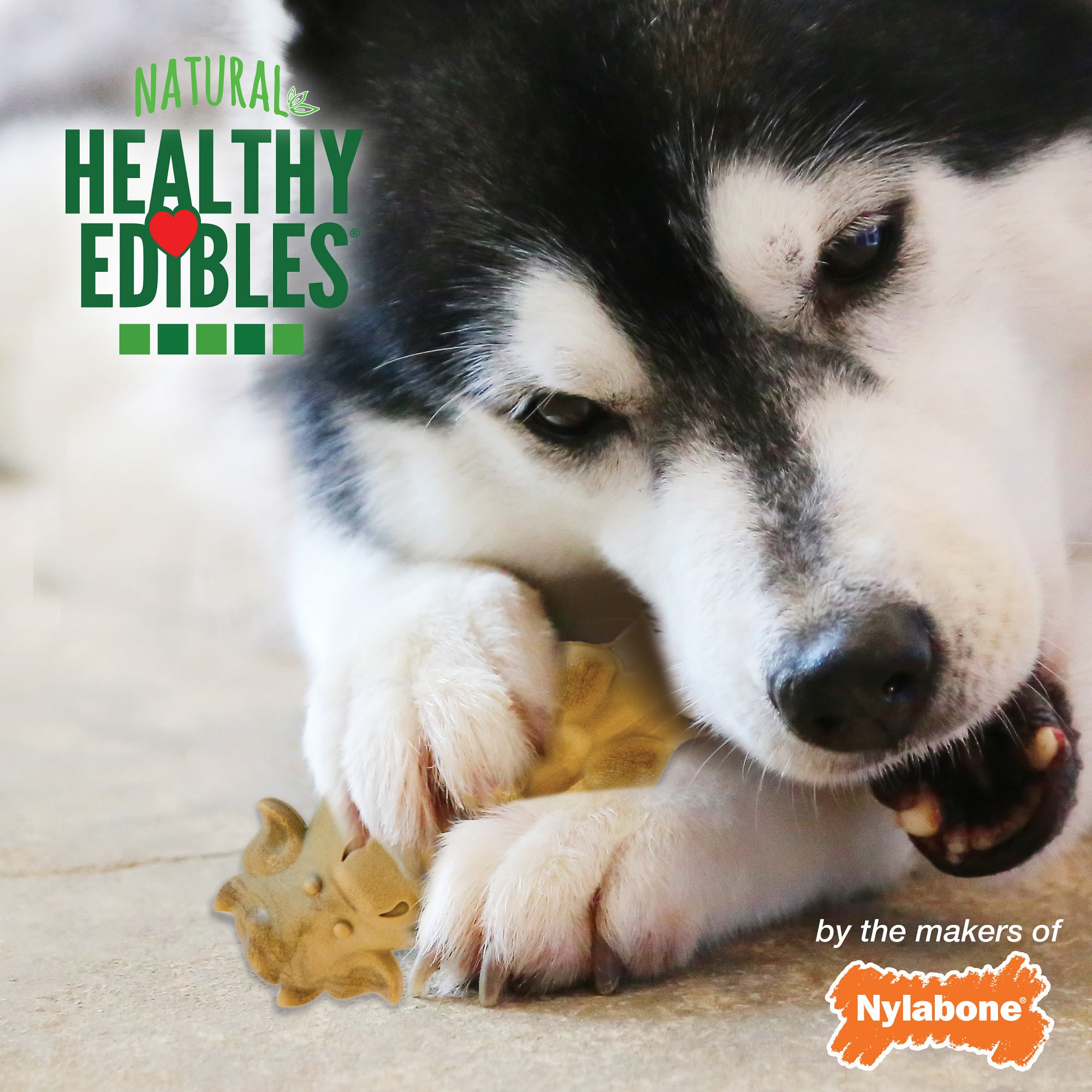 Nylabone Healthy Edibles Farm Friends Dog Treat， 3.6 oz.， Count of 2