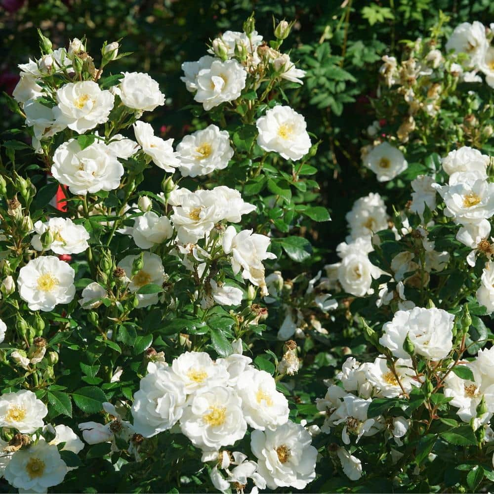 PROVEN WINNERS 4.5 in. qt. Oso Easy Ice Bay Rose (Rosa) with White Flowers ROSPRC1157800