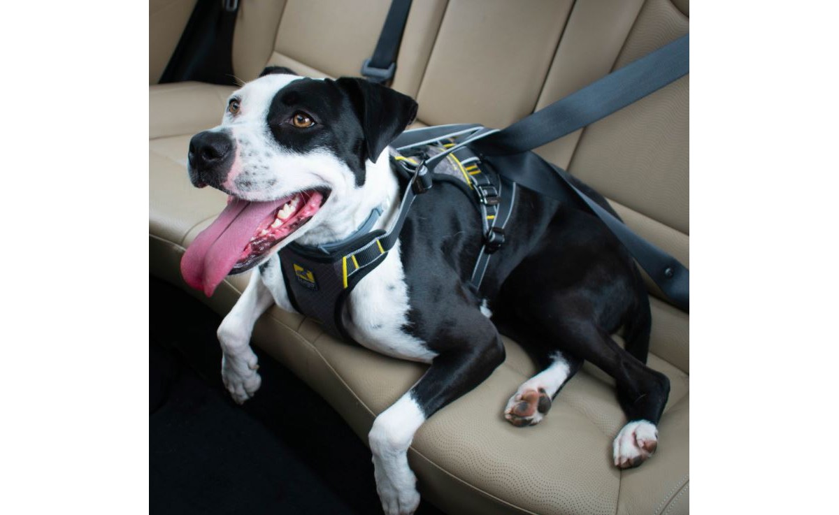 Kurgo Impact Dog Harness