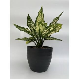 EverGrace 6 in. Aglaonema Snow White Plant in Grower Pot AgloSnWht