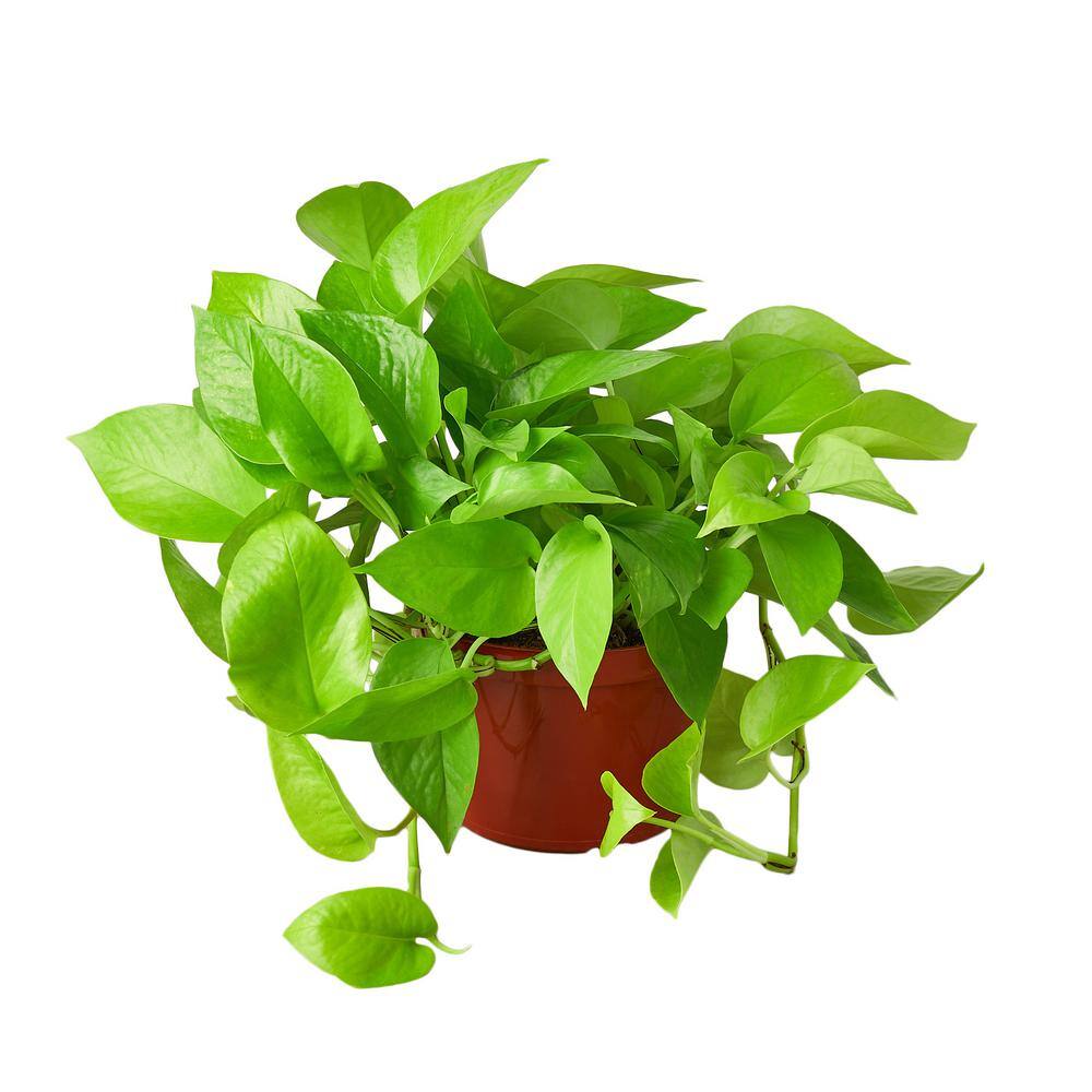 Pothos Neon Epipremnum Aureum Plant in 6 in. Grower Pot 6_POTHOS_NEON