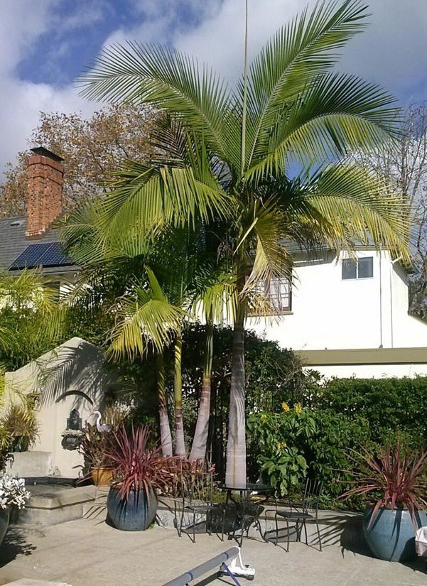 Hardy King Palm - Live Plant in a 3 Gallon Growers Pot - Archontophoenix Cunninghamiana ‘Illawarra’ - Rare Ornamental Palms of Florida