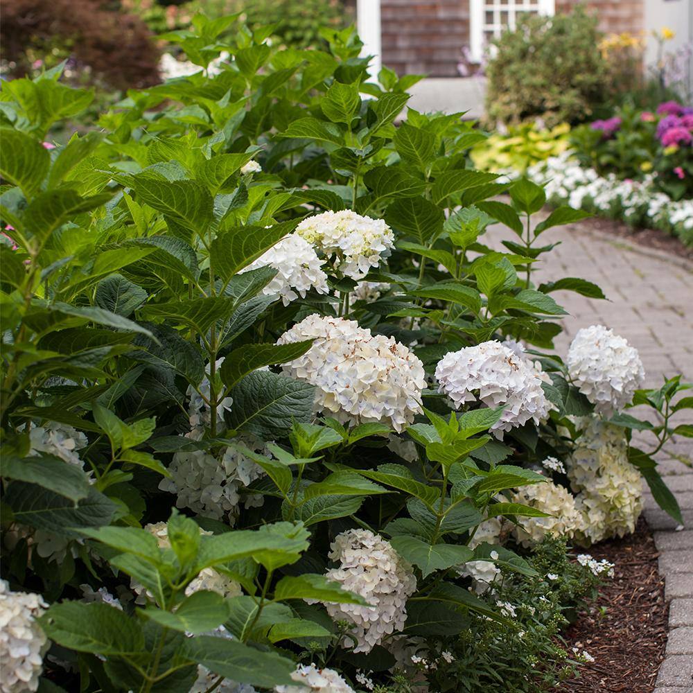 Endless Summer 2 Gal. Blushing Bride Reblooming Hydrangea Flowering Shrub White to Blush Pink Flowers 14758