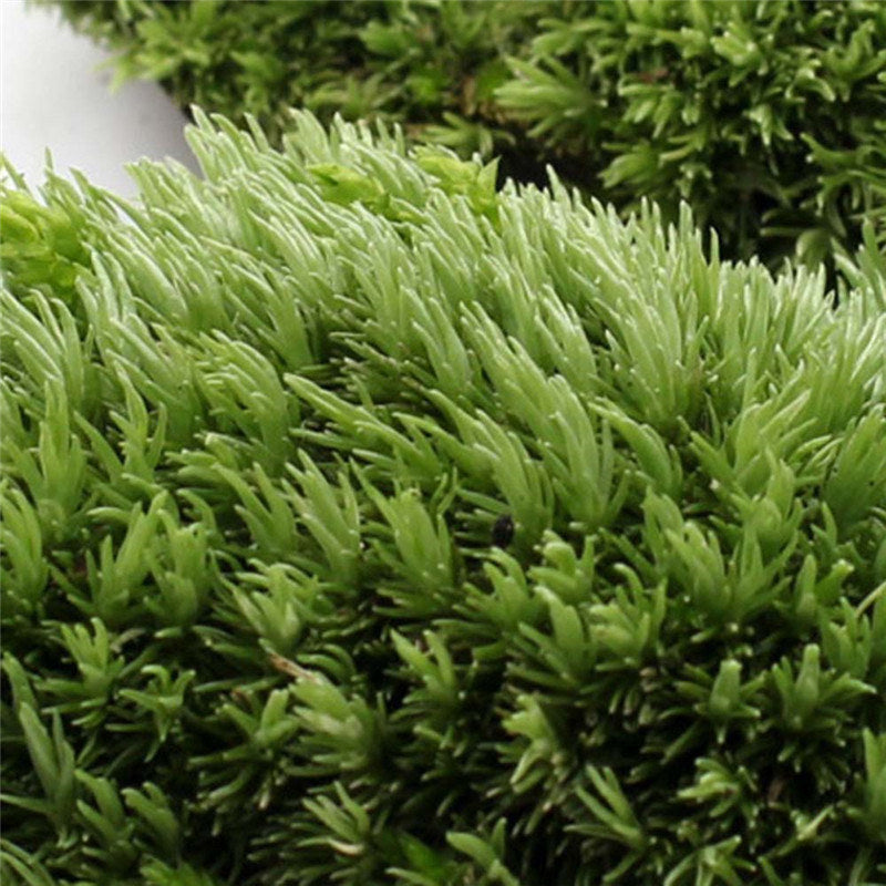 1Pcs Green Artificial Fake Moss Coral Stone Model Grass Plant Potted Micro Landscape Fairy Garden Aquarium Ornament Decoration