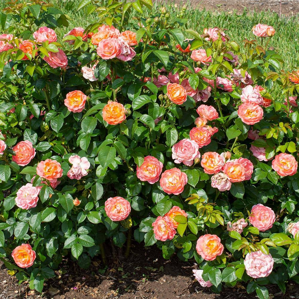 KNOCK OUT 1 Gal. Orange Glow Knock Out Rose Bush with Orange Flowers 17626