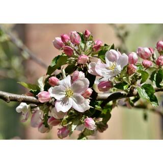 Online Orchards Cold Hardy Autumn-Ripening Incredibly Sweet Apples Prairie Spy Apple Tree (Bare-Root 3 ft. to 4 ft. Tall 2-Years Old) FTAP012