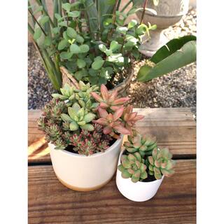 SMART PLANET 1 qt. Sedum Assorted Succulents (4-Pack) 0872639