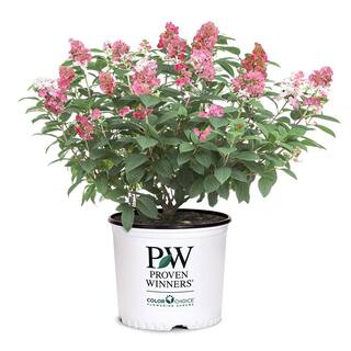 PROVEN WINNERS 2 Gal. Little Quick Fire Hydrangea Shrub with White to Pink-Red Blooms 14054