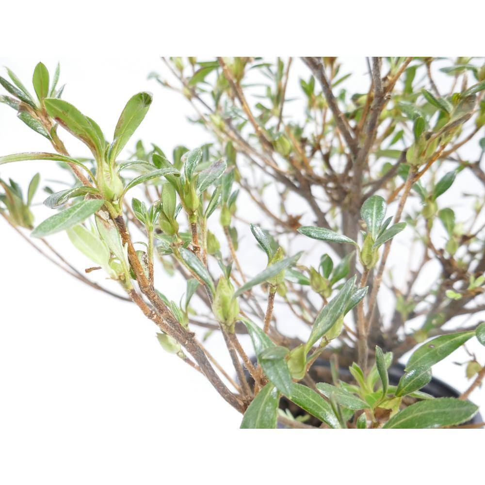 BELL NURSERY 1 Gal. Saybrook Glory Azalea Live Flowering Evergreen Shrub Pink Flowers AZLEA2SBG1PK