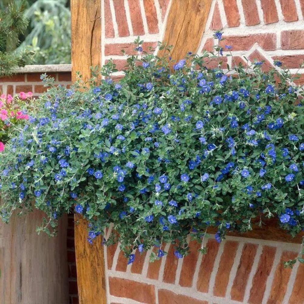 Pure Beauty Farms 2 Gal. Blue Daze Evolvulus Plant in 12 In. Hanging Basket DC12HBLUEDAZE