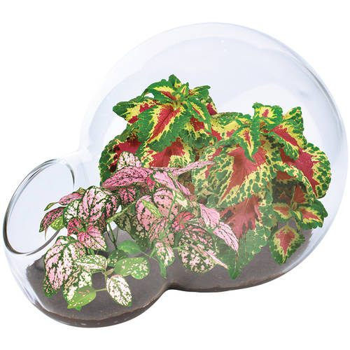 Double Bubble Glass Terrarium: Color Explosion