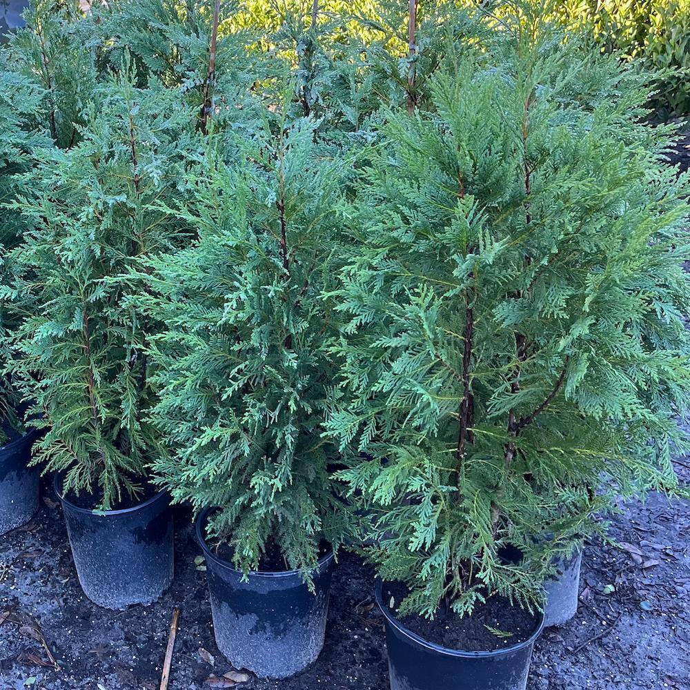 3 Gal. Leyland Cypress Non Flowering Shrub LEYL001G3