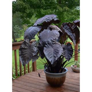 3 Gal. Colocasia Plant 19718