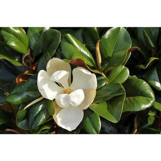 3 Gal. Teddy Bear Magnolia Evergreen Tree MAGTED03G