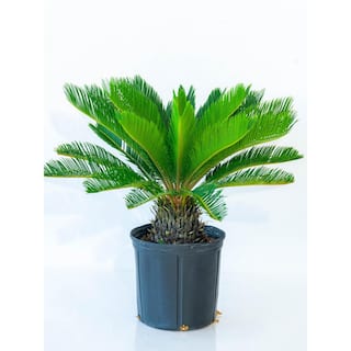 national PLANT NETWORK 10 in. King Sago Palm Plant in Black Grower Pot HD7693