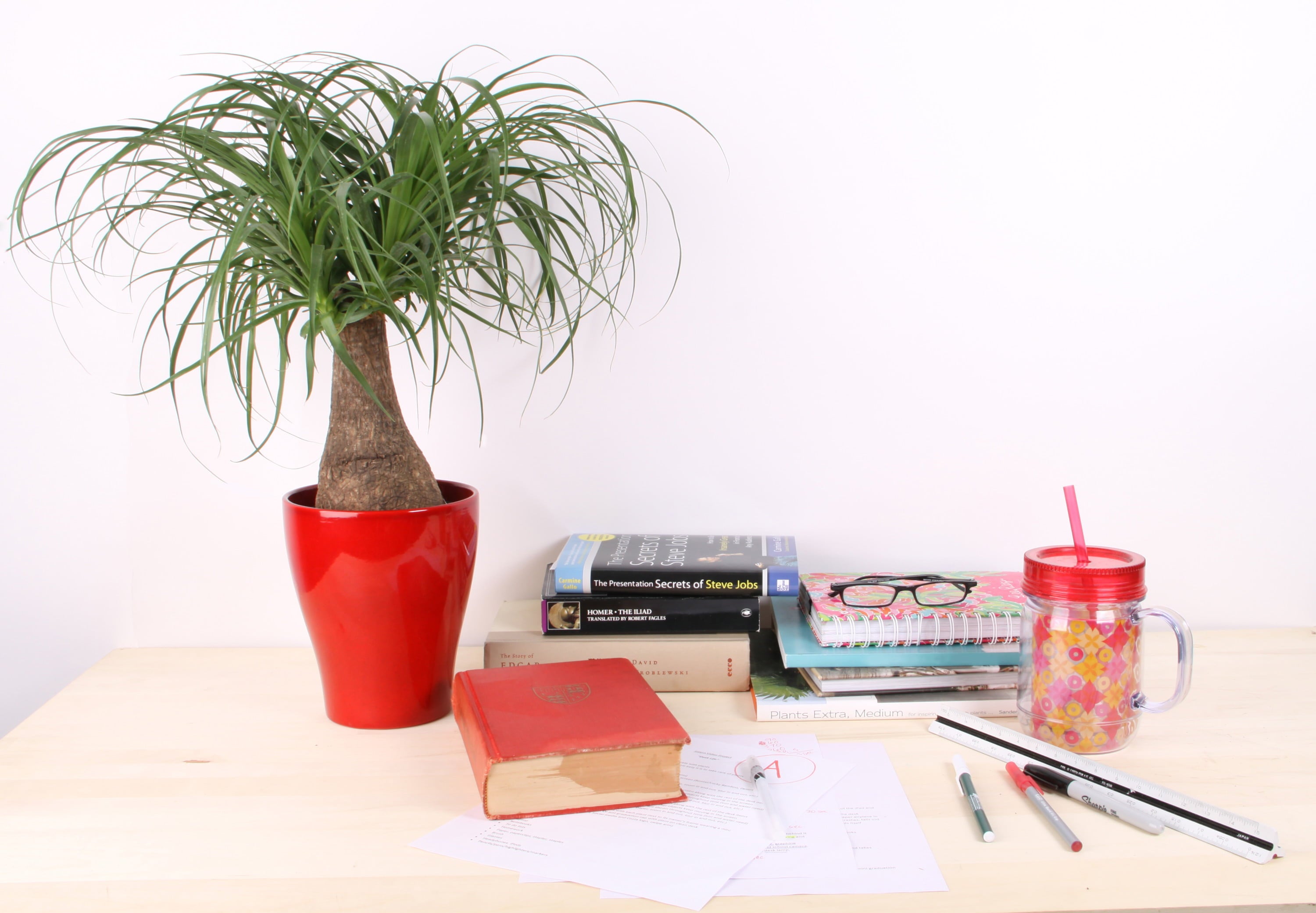 Costa Farms  Live Indoor 15in. Tall Green Ponytail Palm; Medium， Indirect Light Plant in 6in. Grower Pot