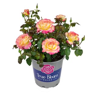 ALTMAN PLANTS 8 Qt. True Bloom True Sincerity Rose with Pink-Yellow Flowers 0872518